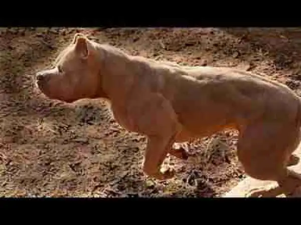 Video: TOP 10 SHORT HAIRED DOG BREEDS